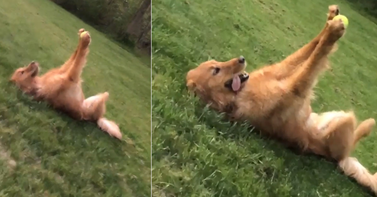 Golden Retriever sembra il cane più felice del mondo con la sua pallina da tennis (video)