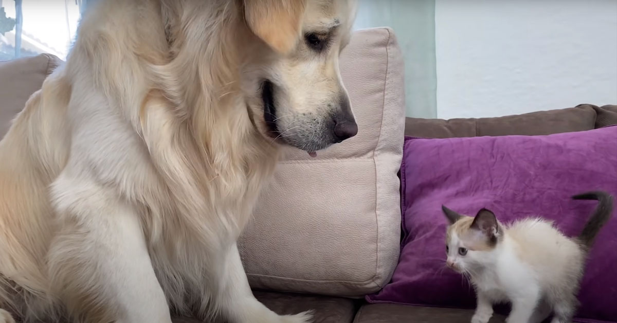 Golden Retriever si trova davanti un gattino al risveglio e la sua reazione fa il giro del web (video)