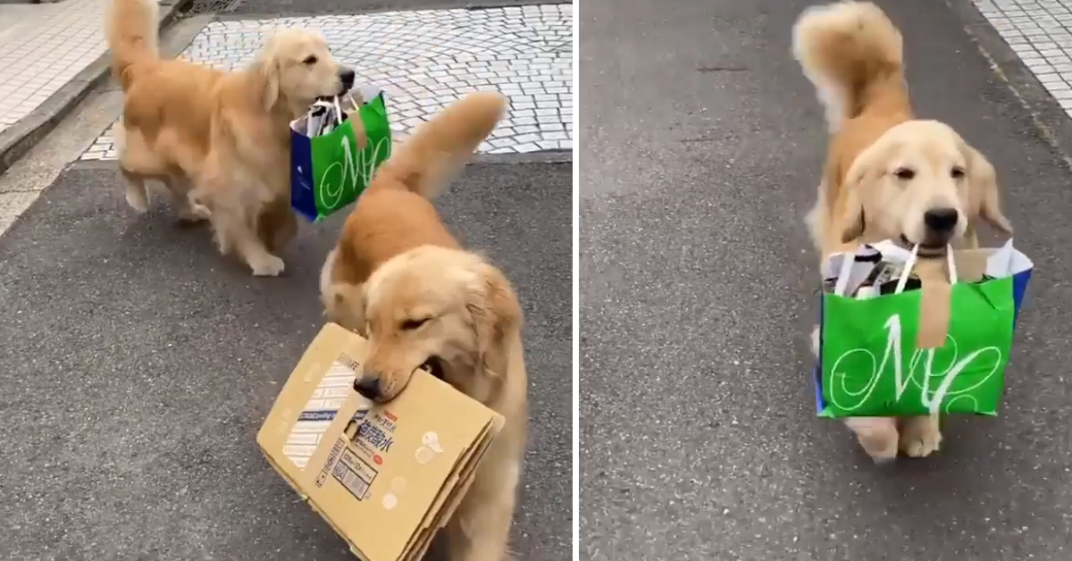 I due Golden Retriever amano fare i “fattorini” per la loro famiglia (video)