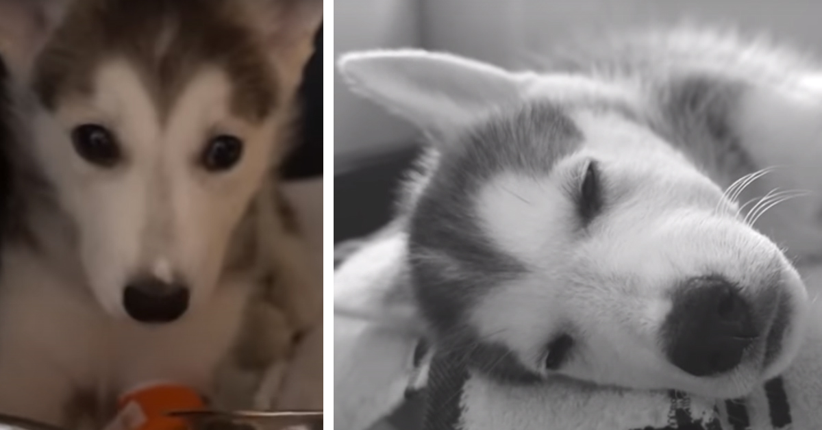 Ice, l’Husky in fin di vita salvato dai suoi angeli custodi che ora è felice (video)