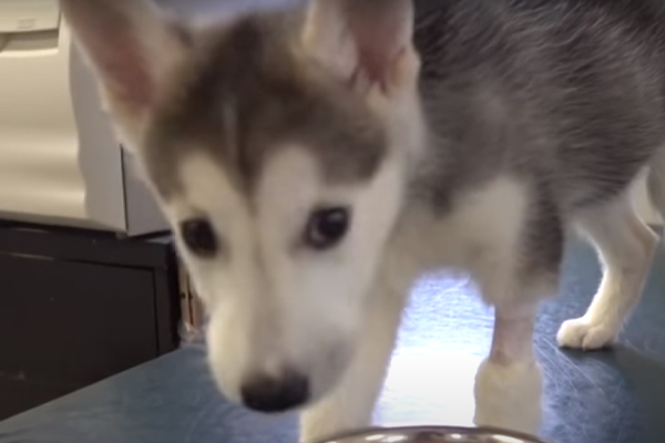 Cucciolo di Husky che osserva