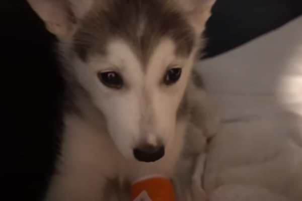 Cucciolo di Husky che osserva