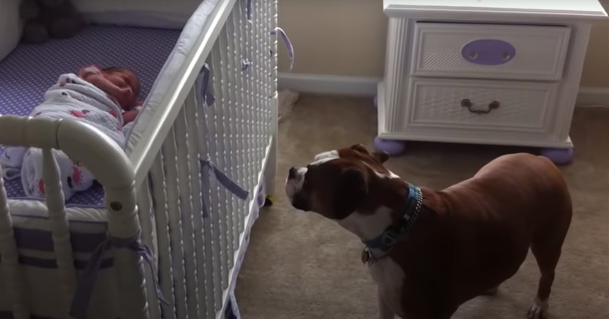 Il Boxer incontra per la prima volta la bambina appena nata e il video emoziona il web