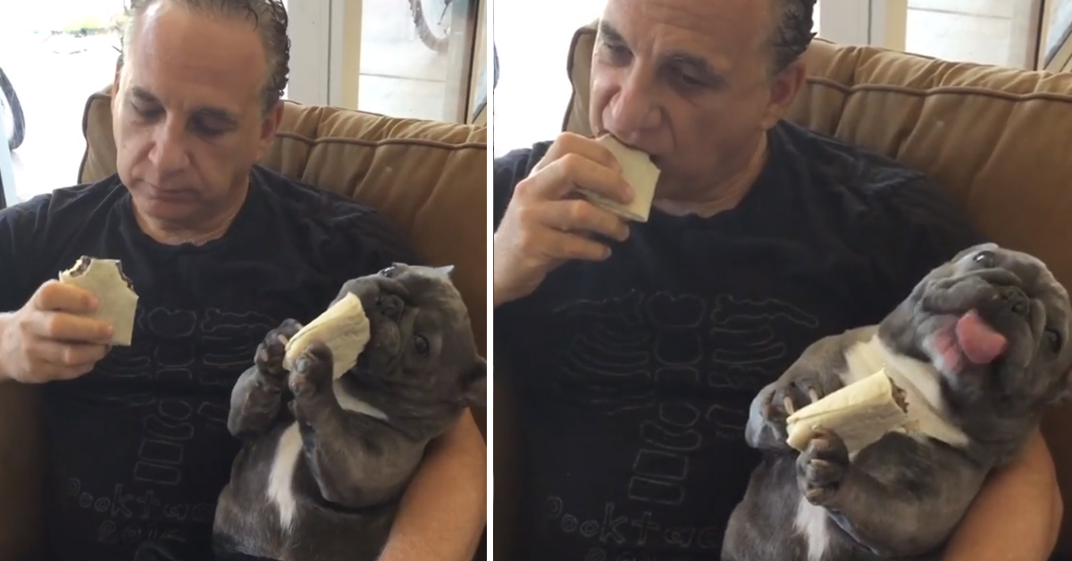 Il Bulldog divora il burrito insieme al proprietario e il video diventa virale