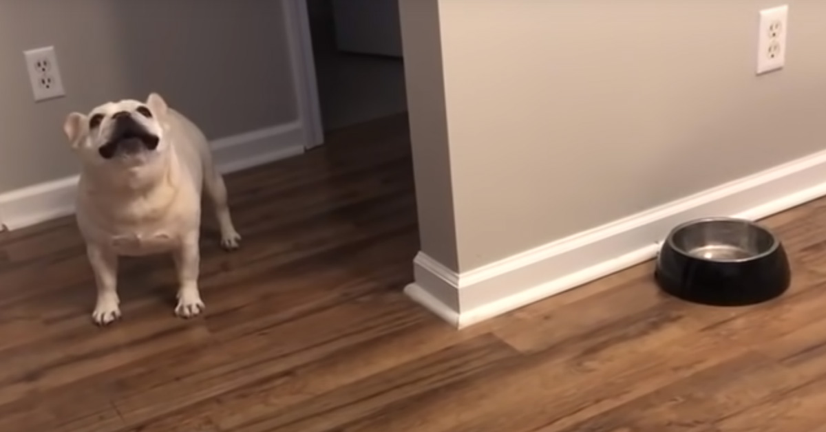 Il Bulldog protesta perché la ciotola è vuota e la sua sceneggiata diventa virale (video)