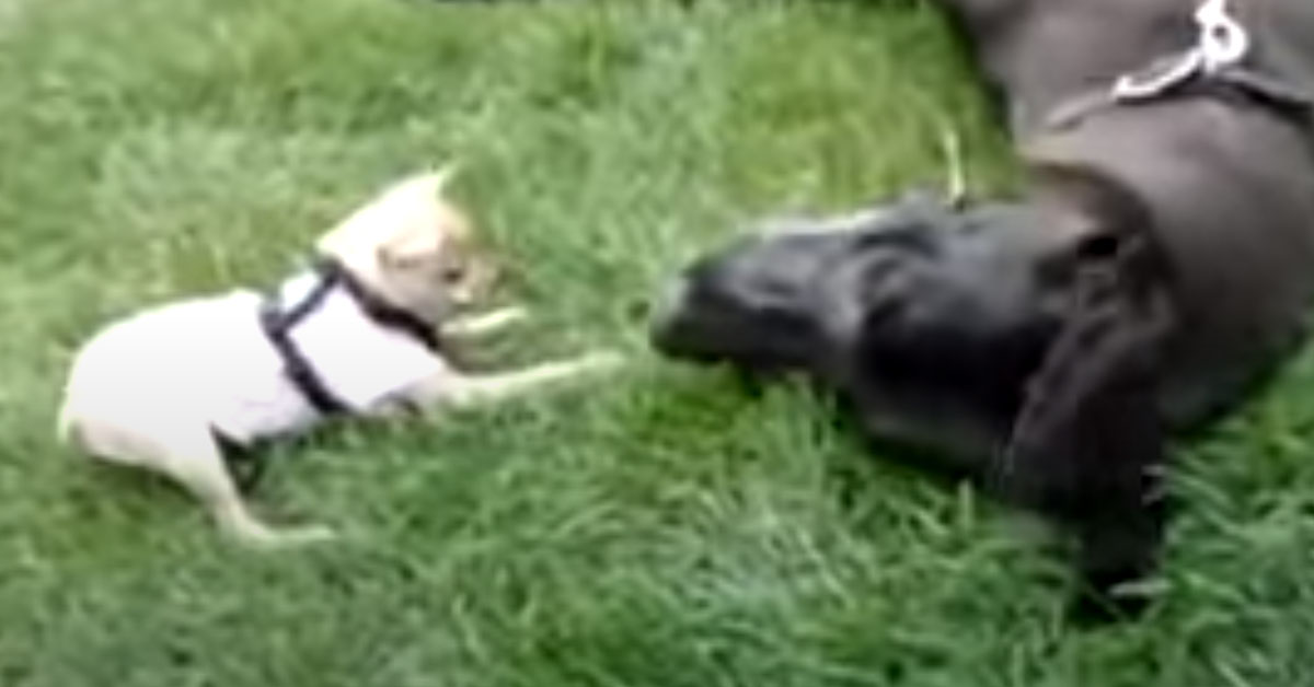 Il Chihuahua “litiga” con un Alano e la loro discussione diventa virale (video)