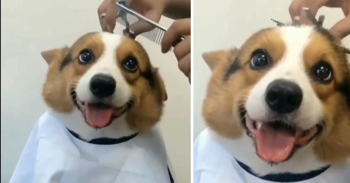 Il Corgi adora essere pettinato e curato e il video conquista il web