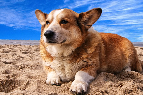 Corgi in spiaggia