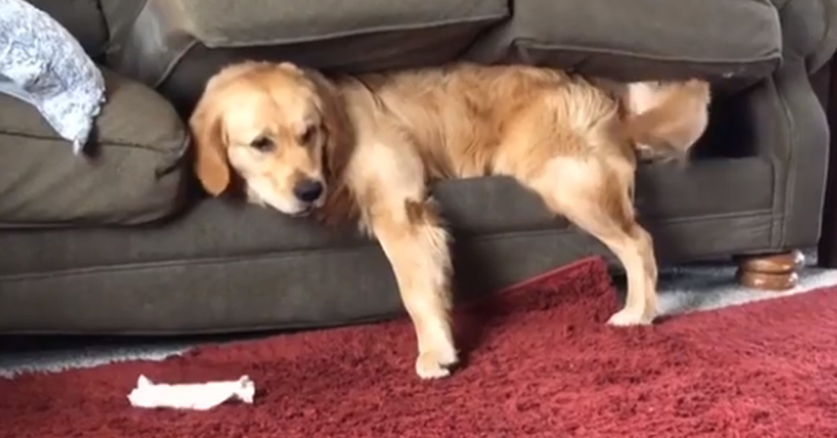 Il Golden Retriever ama dormire in un posto molto particolare (video)