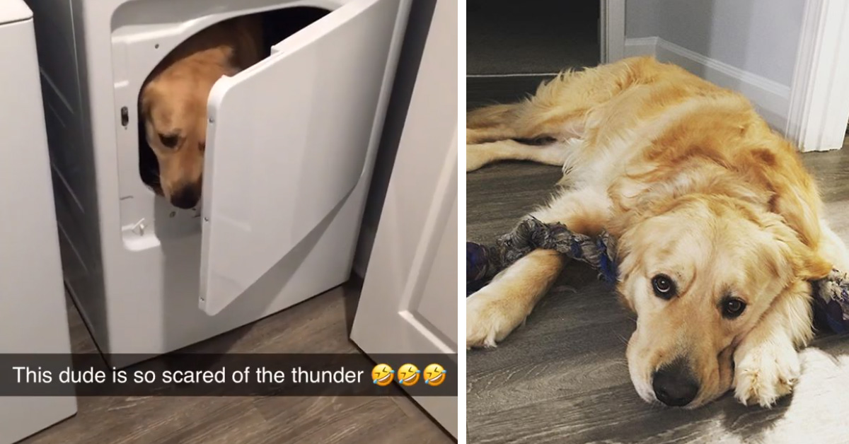 Il Golden Retriever che ha un posto speciale per nascondersi durante i temporali (video)