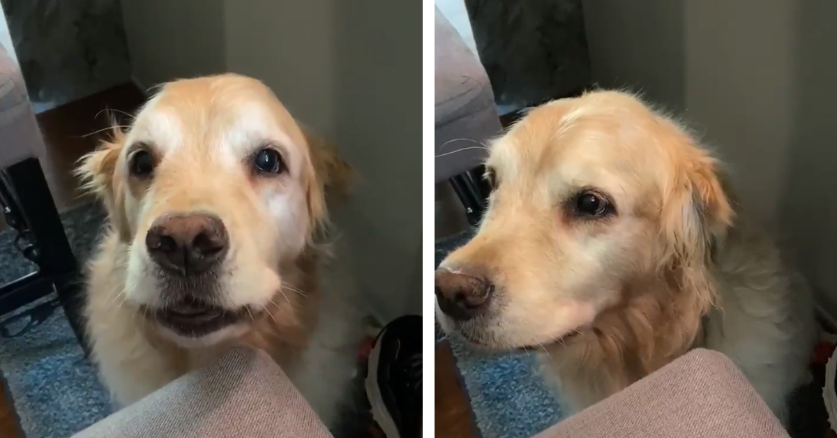 Il Golden Retriever chiede attenzioni al proprietario in un modo molto tenero (video)