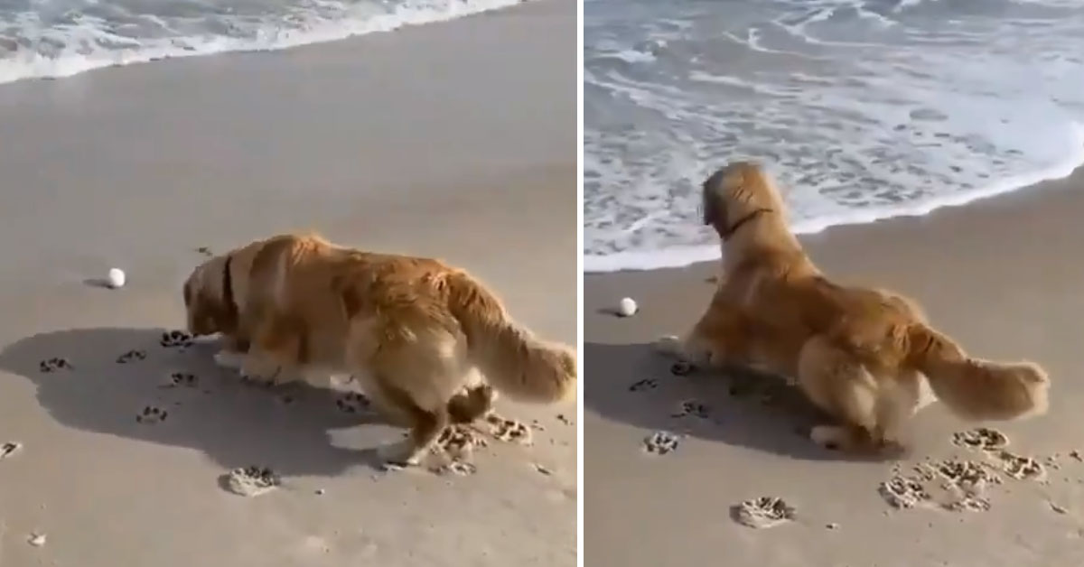 Il Golden Retriever deve recuperare la pallina, ma ha troppa paura delle onde (video)