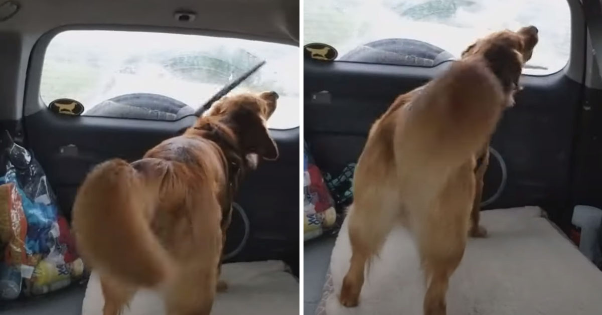 Il Golden Retriever “litiga” con il tergicristallo e il video conquista il web