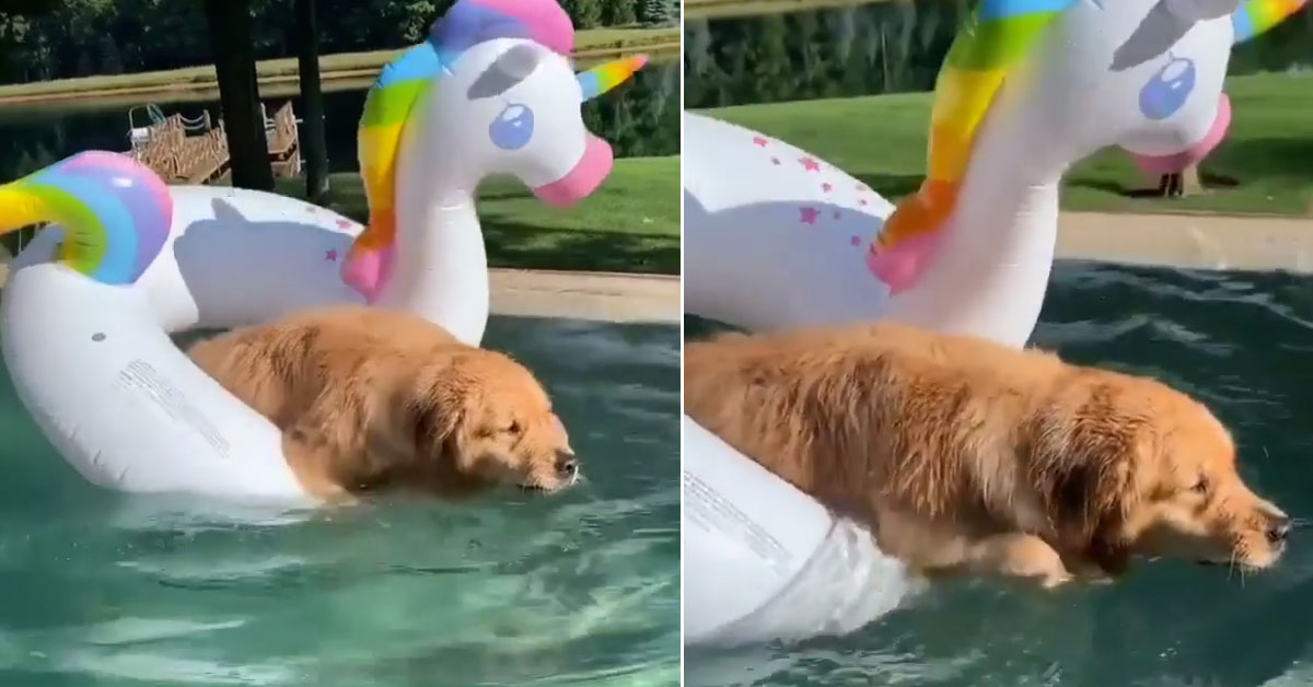 Il Golden Retriever nuota grazie ad una ciambella a forma di unicorno e il video diventa virale