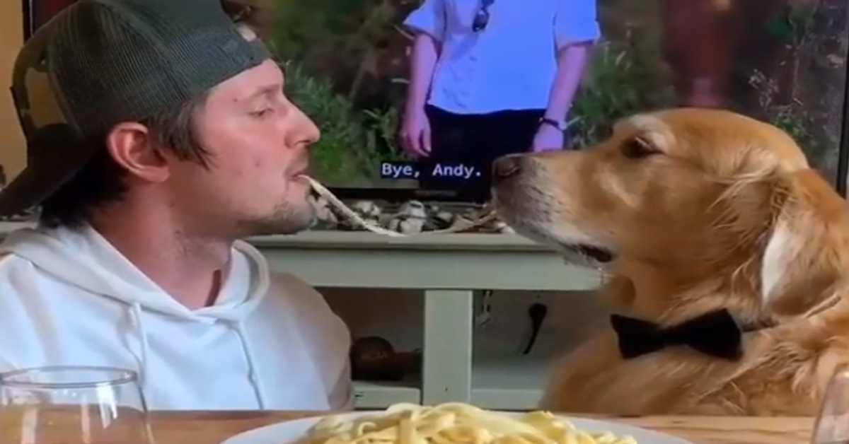 Il Golden Retriever recita la famosa scena di Lilli e il Vagabondo, ma niente va come previsto (video)
