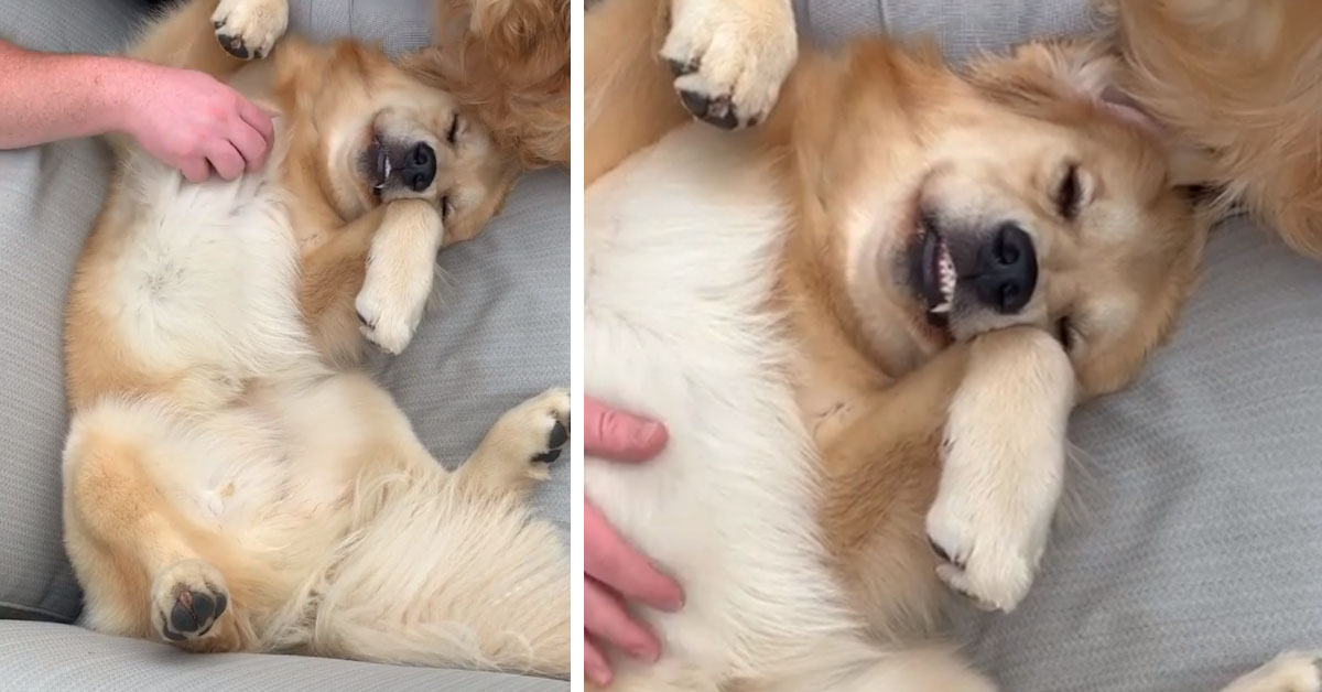 Il Golden Retriever ride mentre sogna e il video fa il giro del web