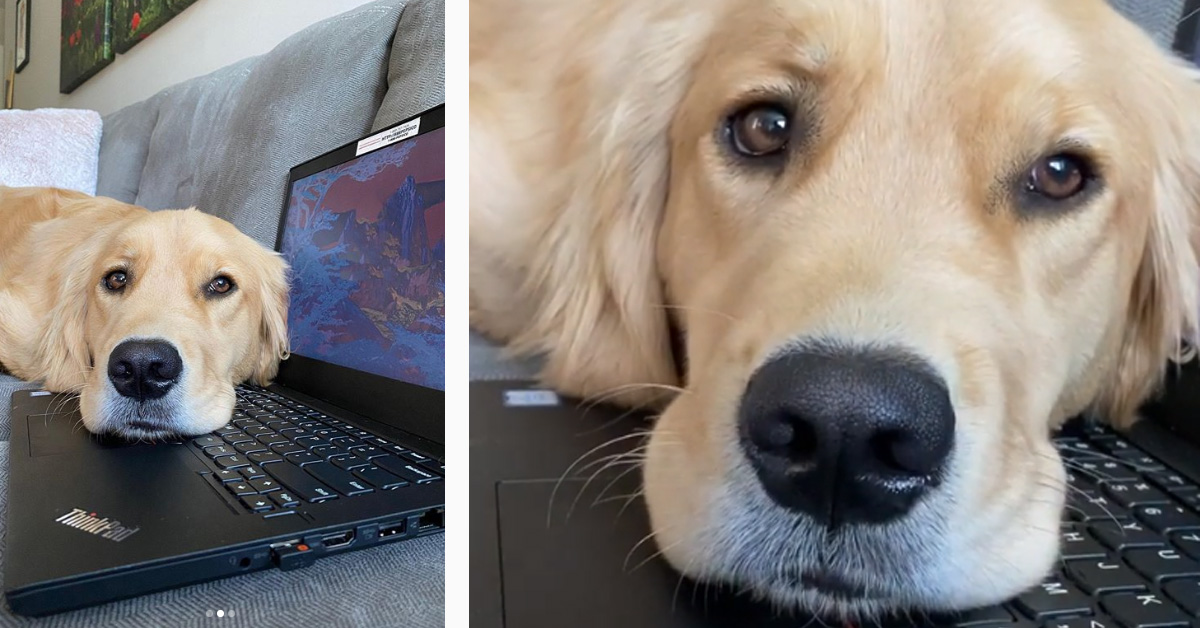 Il Golden Retriever sa come far capire al proprietario che è il momento di smettere di lavorare (video)