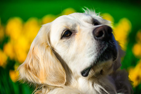 Golden Retriever guarda in alto