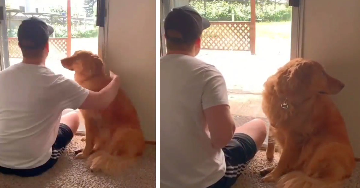 Il Golden Retriever viene ingannato dal proprietario e lo scherzo diventa virale (video)