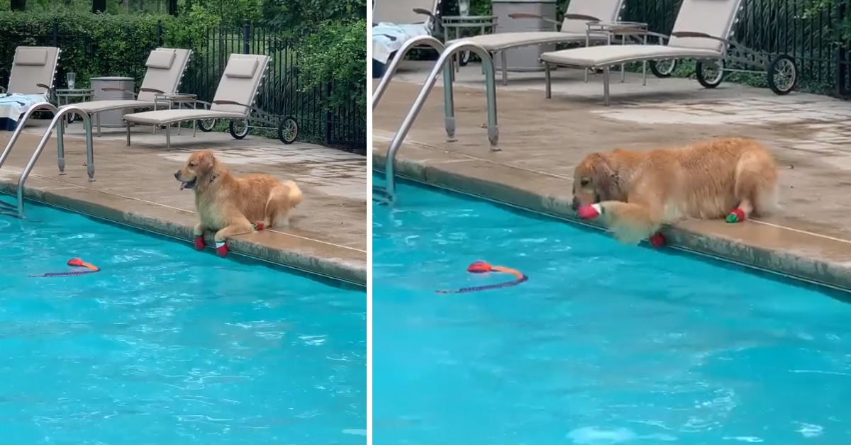 Il Golden Retriever vuole salvare il suo giocattolo dalla piscina, ma senza fare il bagno (video)