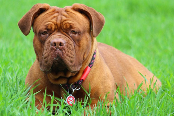 Mastino Francese in un prato