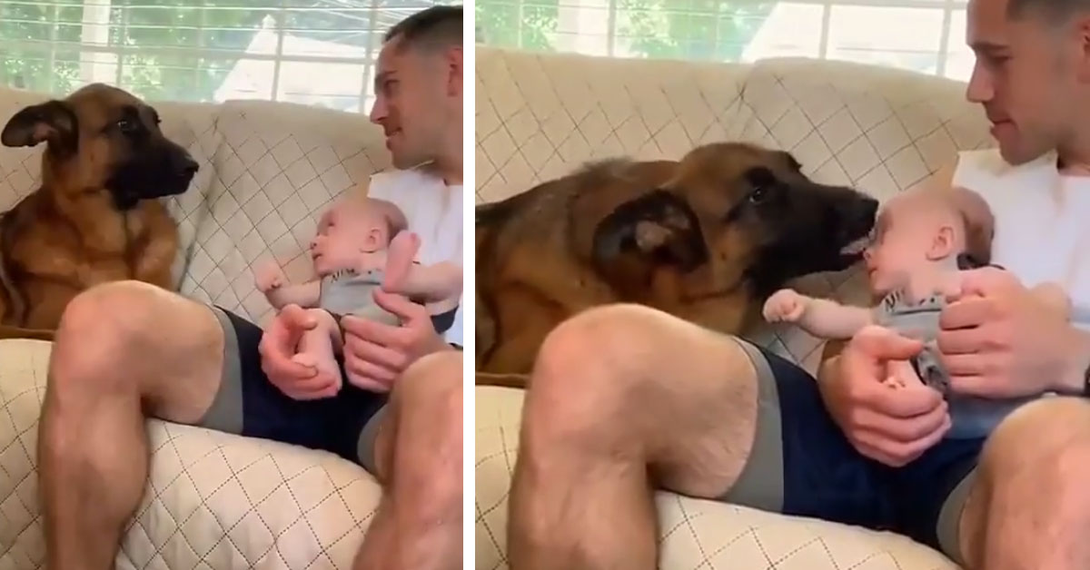 Il Pastore Tedesco incontra il nuovo membro della famiglia, un bambino appena nato (video)