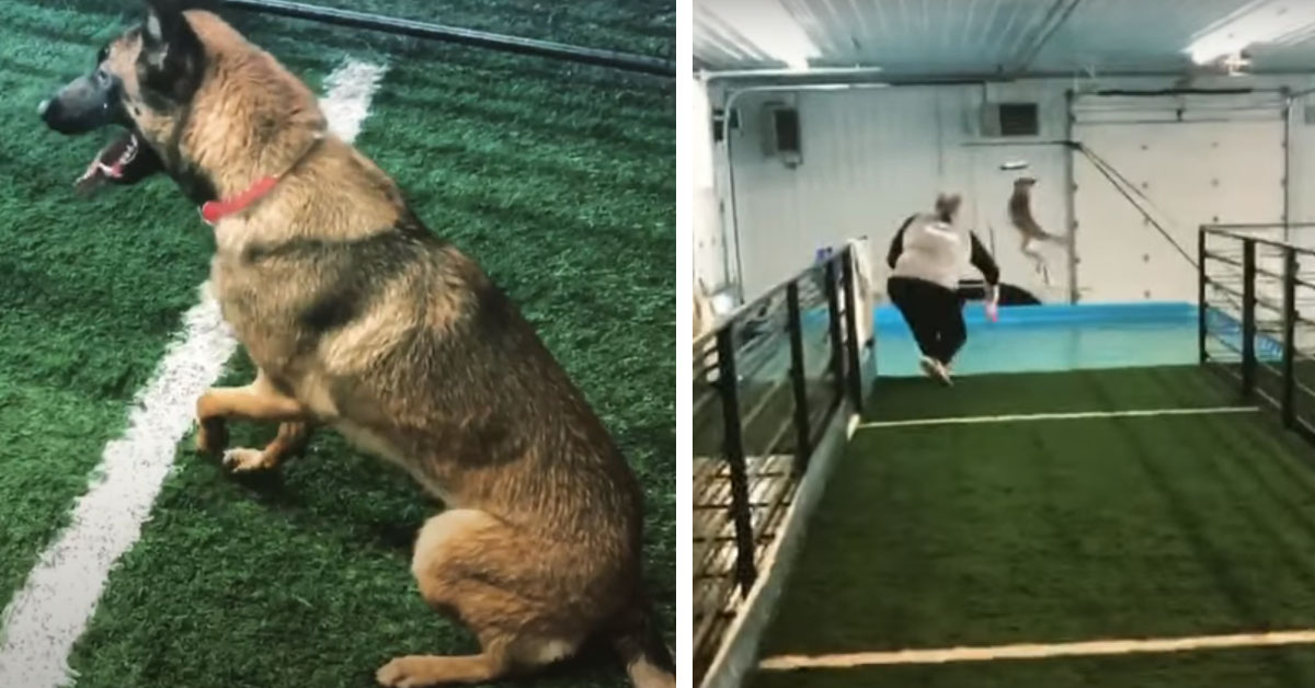 Il Pastore Tedesco si esibisce in un perfetto tuffo in piscina (video)