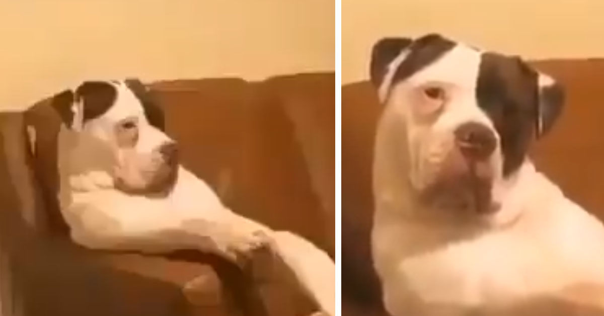 Il Pitbull si rilassa sul divano proprio come un umano (video)