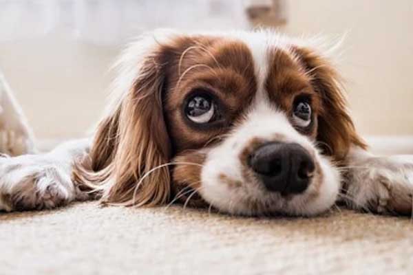 Cane con sguardo colpevole