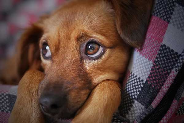 Cane con sguardo colpevole