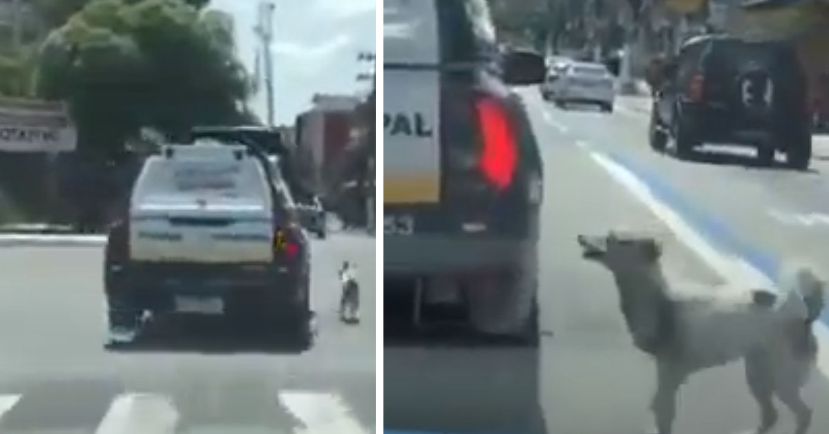 Il cagnolino fa di tutto per riuscire a raggiungere il proprietario arrestato (video)