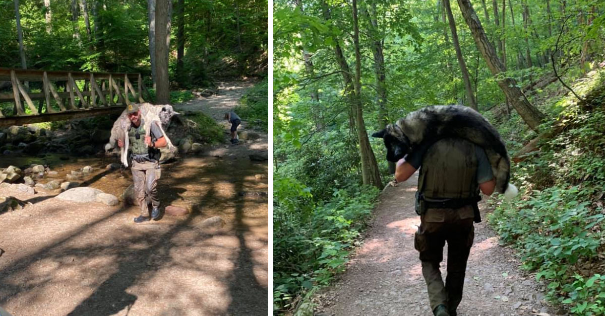 Il cagnolino ha un colpo di calore durante una passeggiata, ma per fortuna arriva il suo angelo custode