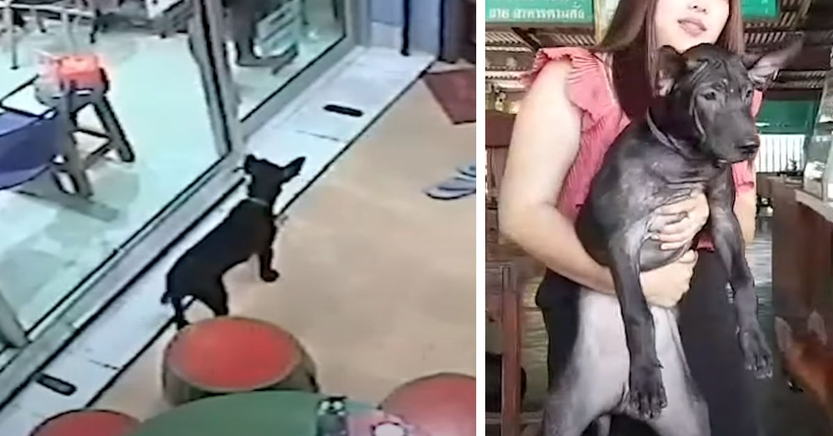 Il cagnolino si perde e fa visita ad una clinica veterinaria per ritrovare la sua famiglia (video)