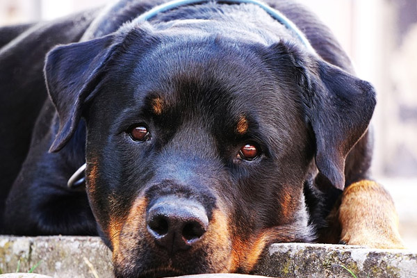 Cane sdraiato che osserva