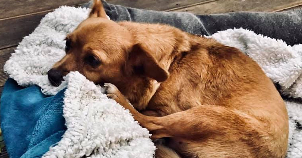 Il cagnolino si rifiuta di abbandonare il proprietario malato, poi l’amara sorpresa