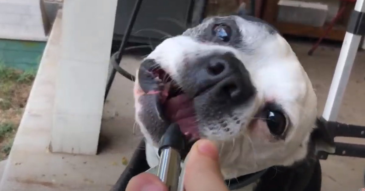 Il cane affronta un compressore d’aria e la loro “lotta” diventa virale (video)