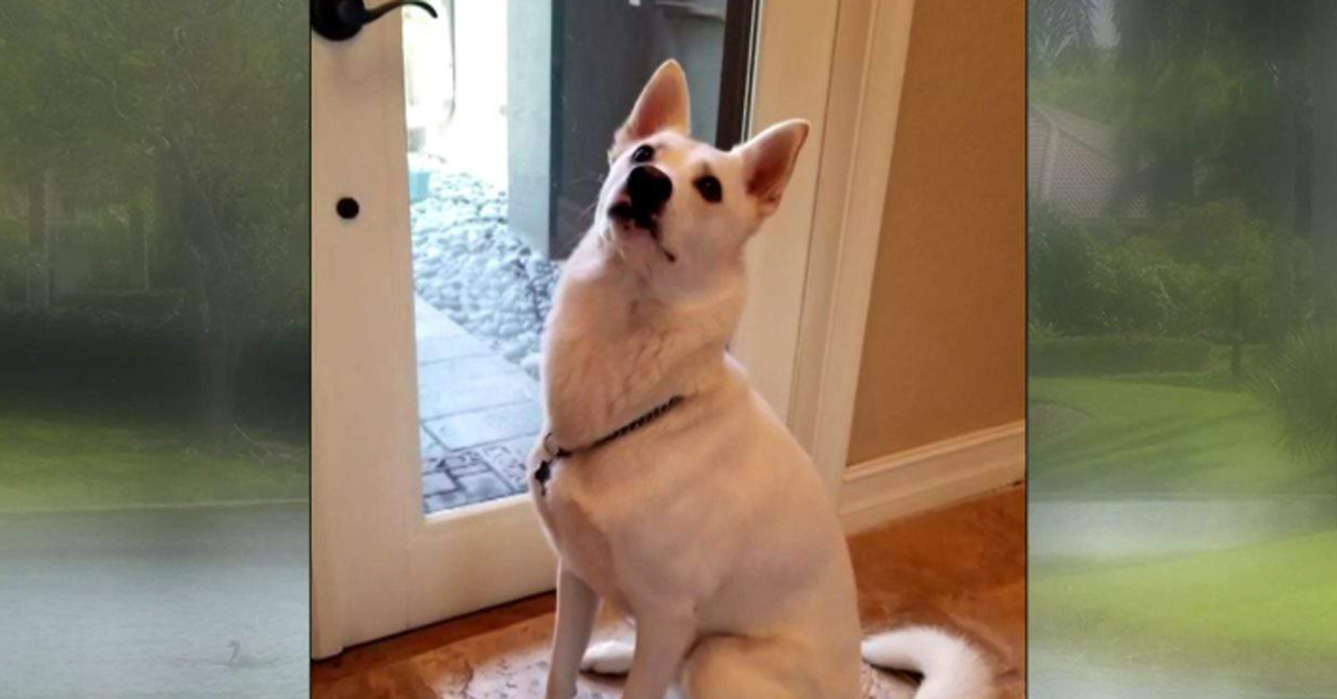 Il cane che ha salvato la sua famiglia da un alligatore