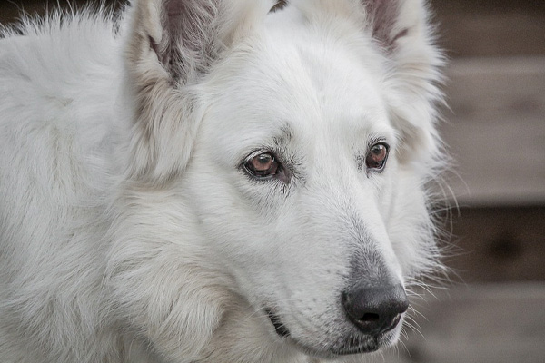 Cane che osserva