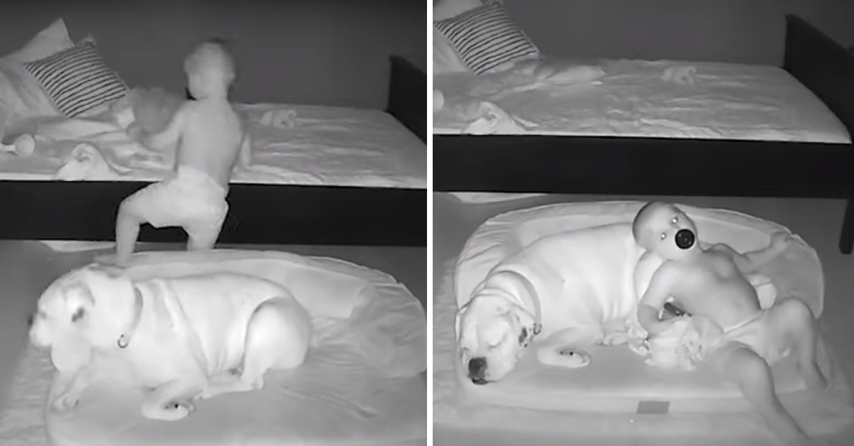 Il cane dorme nella cuccia e il bambino preferisce la sua compagnia al comodo letto (video)