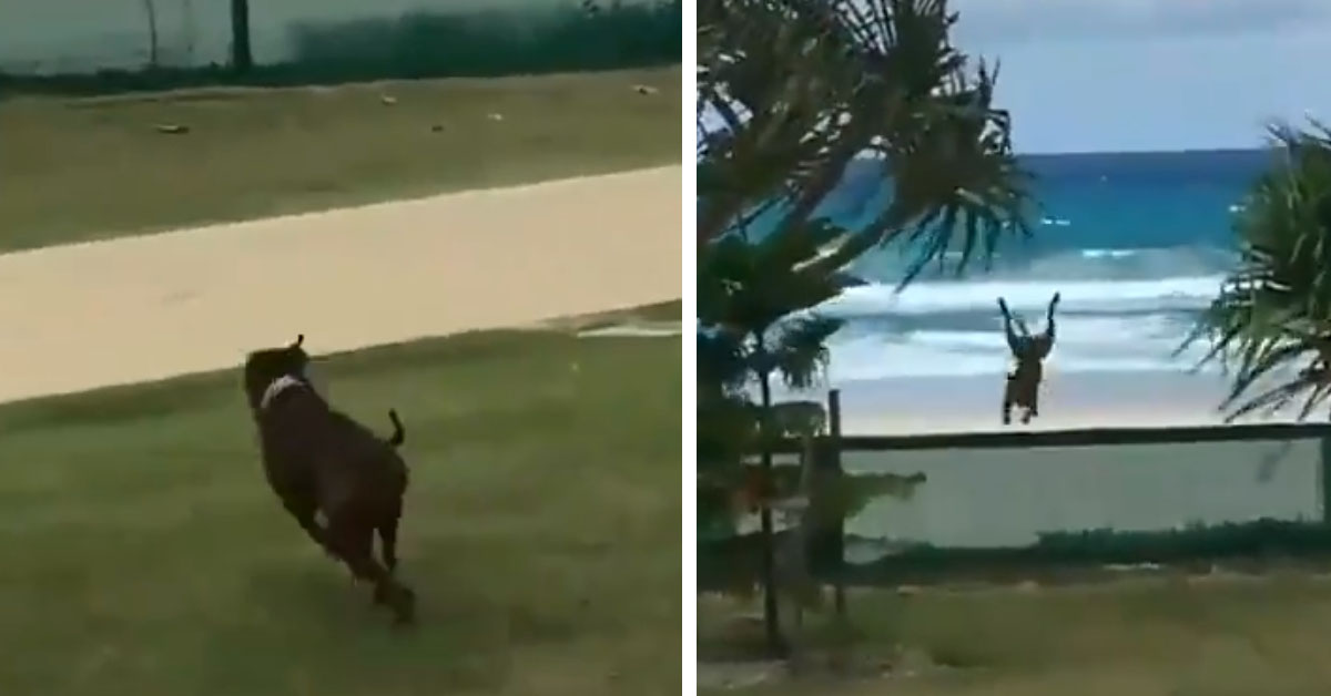 Il cane salta la recinzione per raggiungere la spiaggia ma non tutto va come previsto (video)