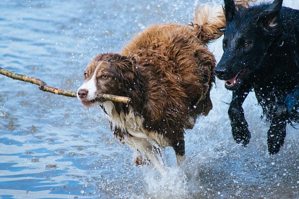 Cane che corre in acqua