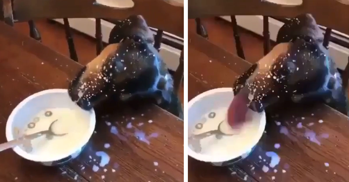 Il cucciolo di Bassotto beve il latte, ma combina un gran disastro (video)