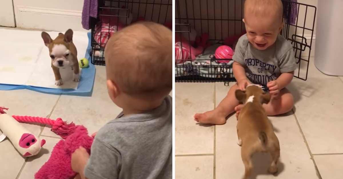 Il cucciolo di Bulldog e il bambino si incontrano per la prima volta (video)