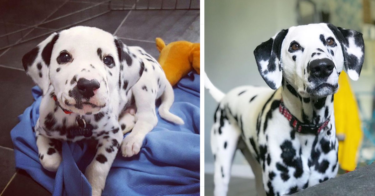 Il cucciolo di Dalmata cresce e il suo proprietario lo filma per 1 secondo ogni giorno (video)