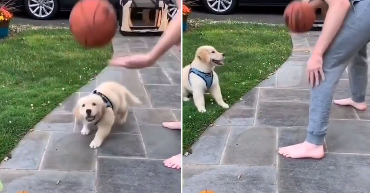 Il cucciolo di Golden Retriever gioca a basket (video)