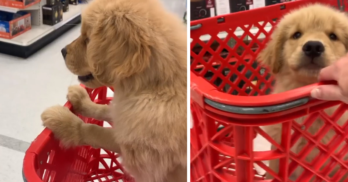 Il cucciolo di Golden Retriever guida il carrello e si sente un re (video)