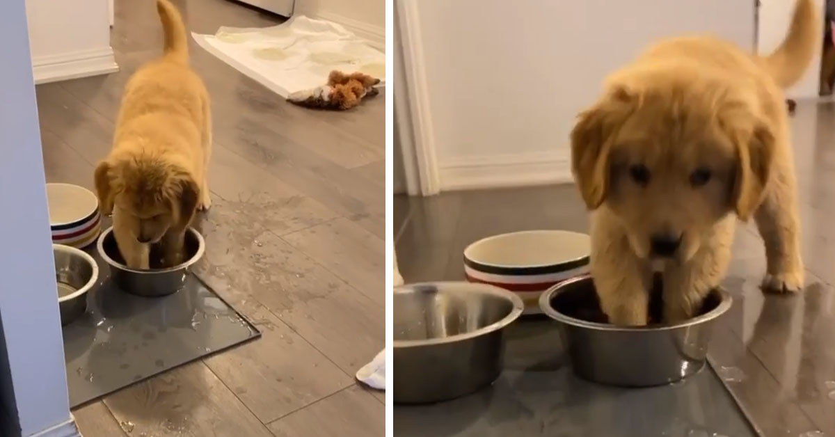 Il cucciolo di Golden Retriever ha caldo e decide di farsi un bel bagno… nella ciotola dell’acqua (video)