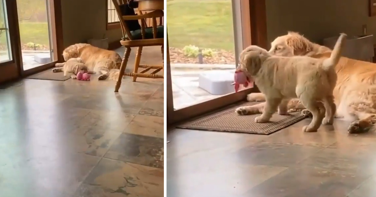 Il cucciolo di Golden Retriever sfida un vetro invisibile (video)