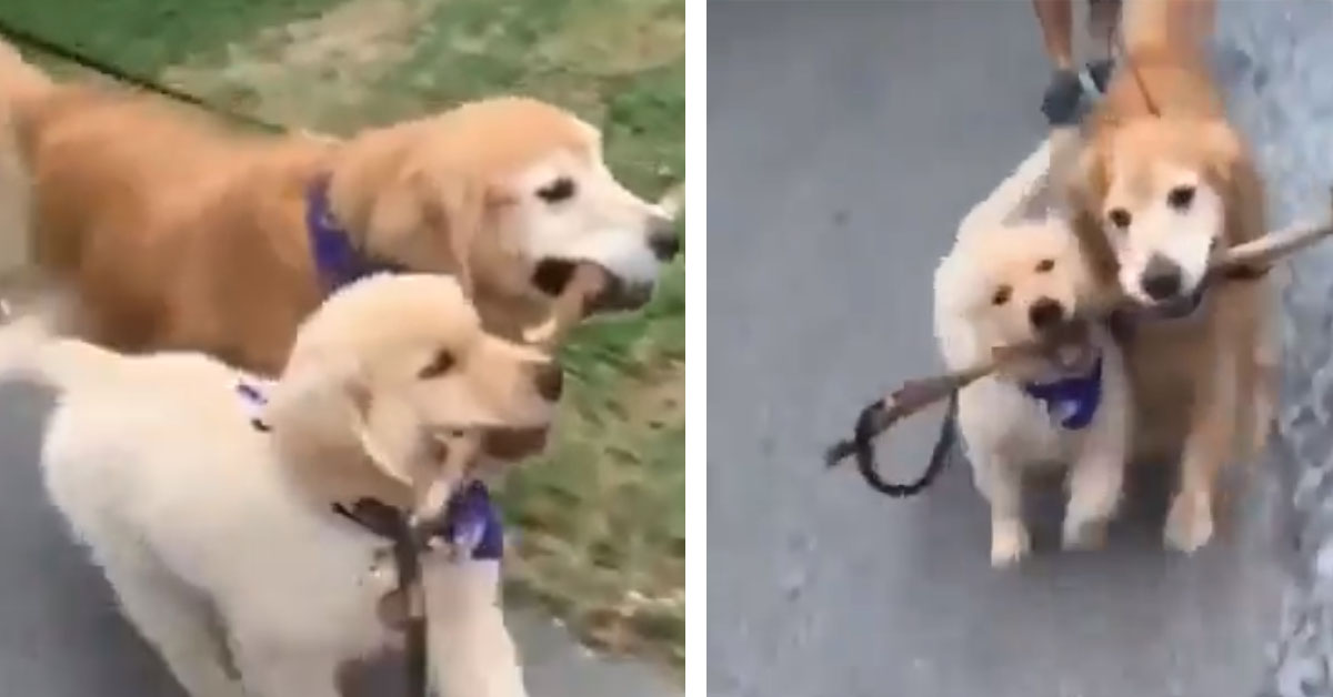 Il cucciolo di Golden Retriever vuole rubare il bastone al cane adulto (video)
