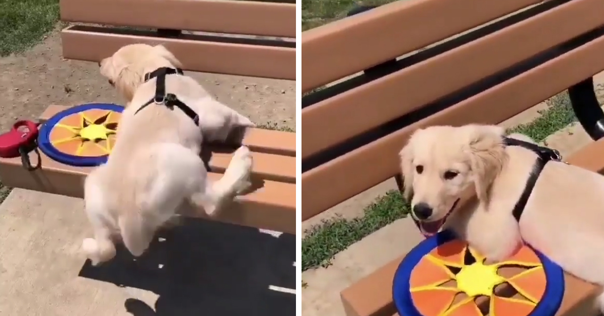 Il cucciolo di Golden Retriever vuole salire su una panchina, ma qualcosa va storto (video)